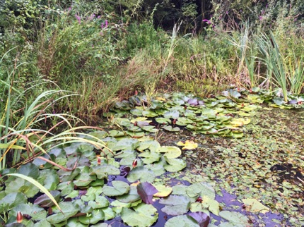 Wat Tyler water lily pond 睡蓮池
Photo by Ho Wai-On 何蕙安影